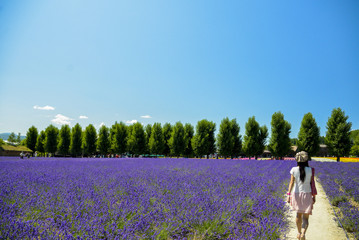 Walk in Lavender garden