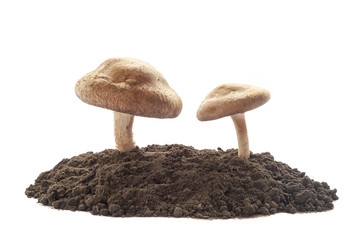 Mushrooms In Earth