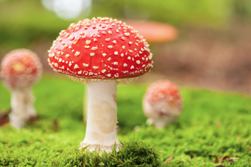 Amanita muscaria