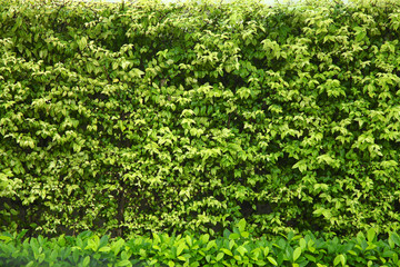 Obraz premium bush fence