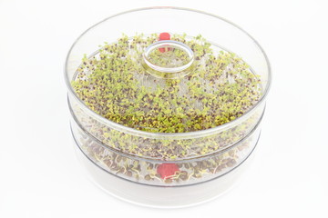 Sprouting seeds of broccoli and lentil in the germination dish