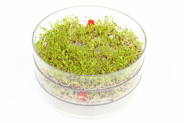 Sprouting seeds of broccoli and lentil in the germination dish