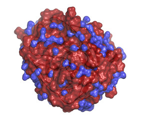 Trypsin digestive enzyme molecule (human).