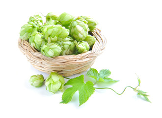 Branch of hop is with cones and sheets (Humulus lupulus) are in