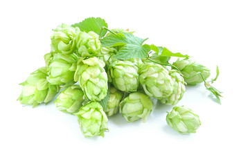 Small group of cones of hop with sheets (Humulus lupulus) on a w