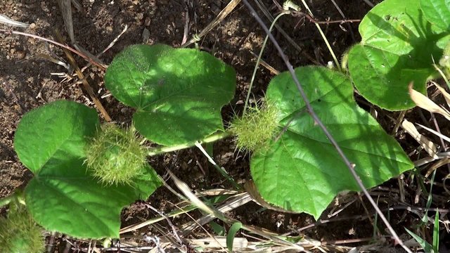 Wild burr cucumber