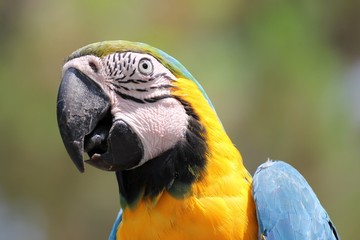 Ara ararauna © beppenob