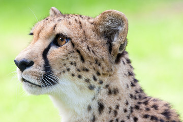 Gepard © Sanguis