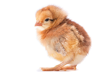 Orange baby chicken