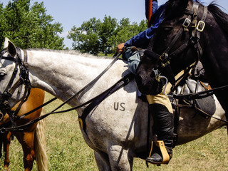 US Cavalry Horse