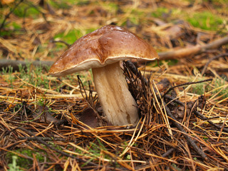 Fototapeta premium Boletus edulis with rain drops in the autumn forest