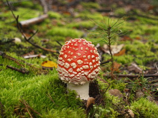 Fly-agaric with rain drops in the autumn forest