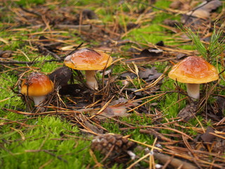 Boletus edulis with rain drops in the autumn forest