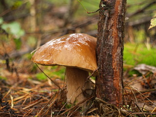 Boletus edulis with rain drops in the autumn forest