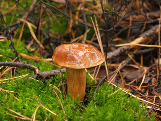 Boletus edulis with rain drops in the autumn forest