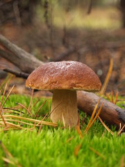 Boletus edulis with rain drops in the autumn forest