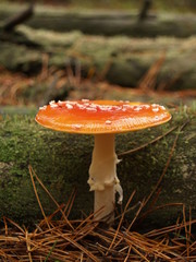 Fly-agaric with rain drops in the autumn forest