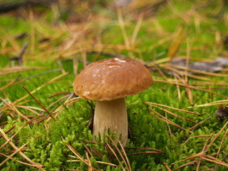 Fototapeta premium Boletus edulis with rain drops in the autumn forest