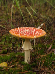 Fly-agaric with rain drops in the autumn forest