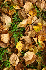 Autumn foliage