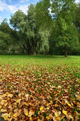 Autumn foliage and trees