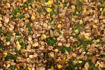 Autumn foliage