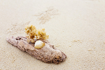 Driftwood and coral on beach