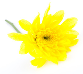 Yellow flower