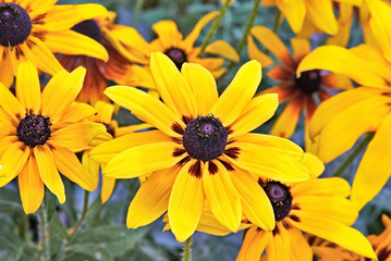 Heliopsis Flower