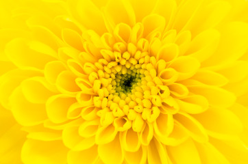 Yellow flower