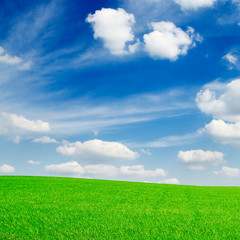 green grass on spring field