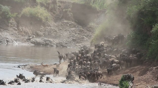 Migratory blue wildebeest crossing the Mara riverk
