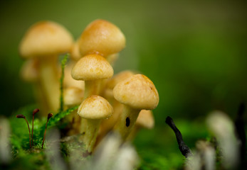 honey mushrooms
