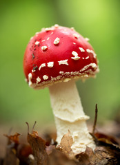 Amanita muscaria