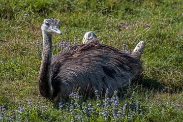 Ostrich in the meadow
