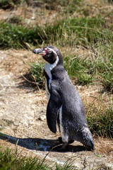 Penguin in the oasis