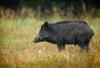 Wildboar in late summer grass