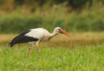 White stork hunting in the grass