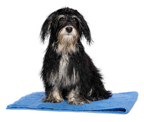 Wet havanese puppy dog after bath is sitting on a blue towel