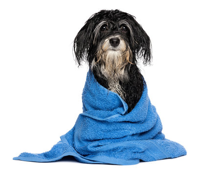 Wet havanese puppy dog after bath is dressed in a blue towel