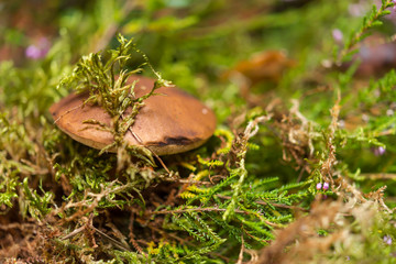  mushrooms
