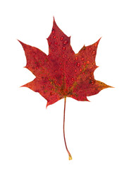 Autumn maple leaf