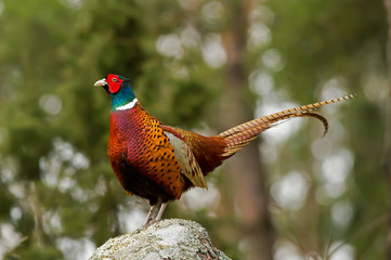 The Cock Pheasant (Phasianus colchicus) on top