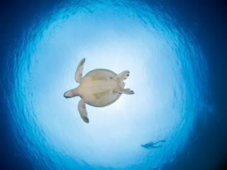 Obraz na płótnie Canvas Green turtle underwater