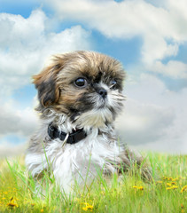 Shih tzu puppy sitting on grass