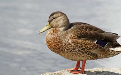 Mallard female standing on rocky ledge overlooking water