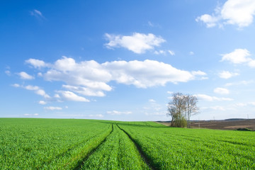 Fototapeta na wymiar green field with the blue sky and clouds
