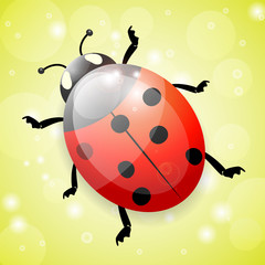 Ladybug on green background, illustration