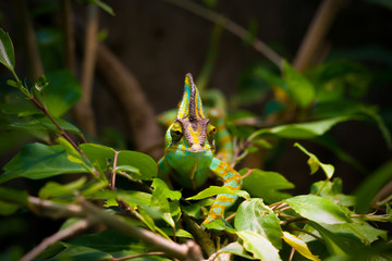 Veiled chameleon