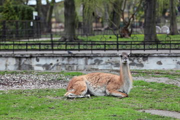 Lama guanicoe Guanaco in the open aviary of the zoo